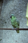 Parrots at our hotel
