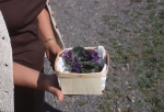 African violet