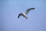 Bird in flight