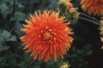 Flowers in Charlotte, P.E.I.
