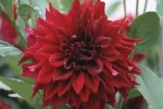 Flowers in Charlotte, P.E.I.