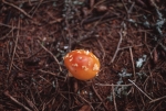 Mushroom
