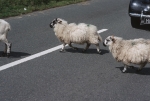 Sheep