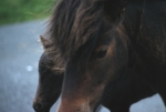 Ponies