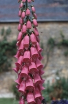 Cotswolds
