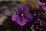 Eve's violet
