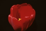 FBG Tulip