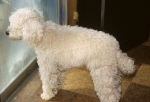 Goldbergs' dog