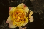 NYBG - Roses