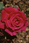 NYBG - Roses