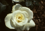 NYBG - Roses