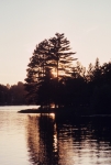 Tree at sunset