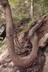 Snaky tree