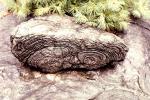 Petrified Garden cryptozoons