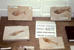 Fossils