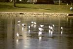 Seagulls on ice
