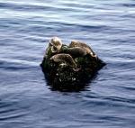 seals on a rock