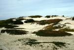 Monterey