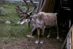 Reindeer