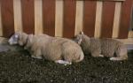 Sheep