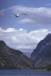 Boat trip thru Sognefjord