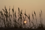 1974 Outer Banks - Wild Oats