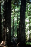 Cathedral Grove