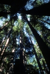 Cathedral Grove