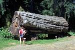 Cowichan Forest Museum
