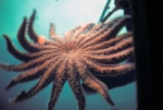 Starfish
