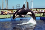 Killer Whale