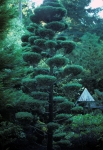 Butchart Gardens