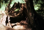 Quinault Rain Forest