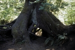 Quinault Rain Forest