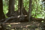 Quinault Rain Forest