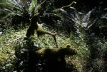 Quinault Rain Forest