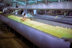 Tillamook chesse factory