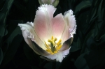 Tulip at FBG