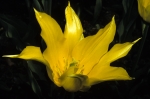 Tulip at FBG