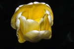Tulip at FBG