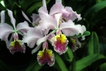 Orchids at Planting Fields