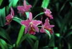 Orchids at Planting Fields