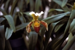 Orchids at Planting Fields