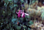 Orchids at Planting Fields