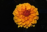 Dahlias