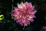 Dahlias