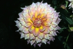 Dahlias