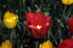 Tulips at FBG