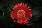 Longwood Gardens