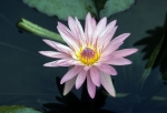 Longwood Gardens